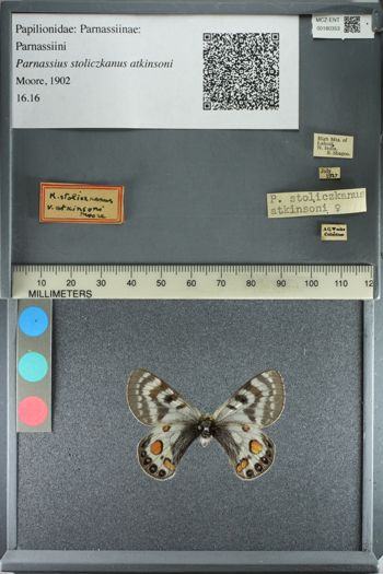 Media type: image;   Entomology 180353